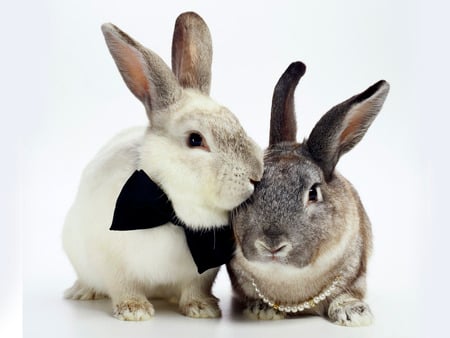 Lover bunny couple - rabbit, love, bunny, sweet, animal, lady, gentleman, kiss, couple