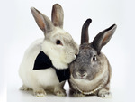 Lover bunny couple