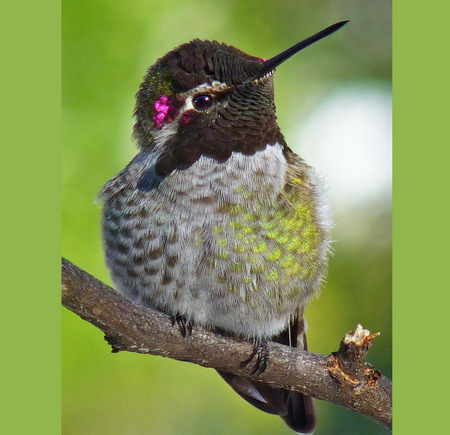 Hummer - white, red, humming bird, bird, black, grey, branch, green