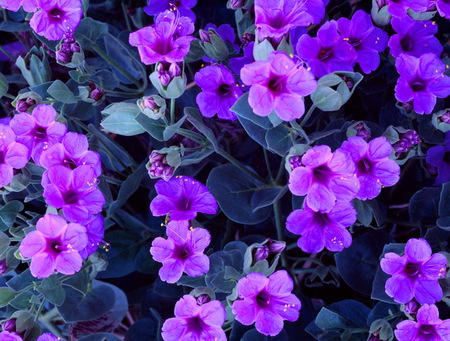 Lavender flowers - flowers, lavender, blue, many, leaves