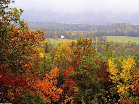 Fall Splendour - fall, yellow, scenic, red, seasons, leaves