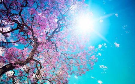 Spring Blossoms - sky, trees, sunlight, blossoms, pink, blue