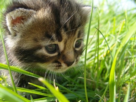 Baby Doll - baby, green, animal, grass, curious, kitten