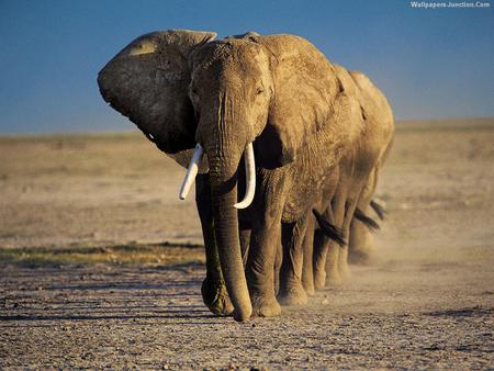 Elephants - animal, nature, wildlife, elephant