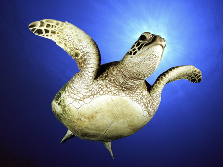 Turtle - turtle, animal, water, sea, nature