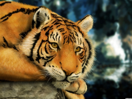 Tiger on a rock - animal, feline, wildlife, tiger