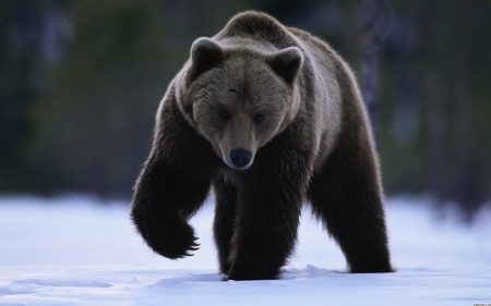 Big grizzly bear - wildlife, bear, snow, winter, animal, grizzly