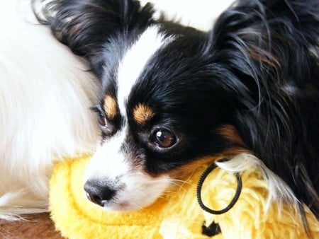 Yellow toy for me;) - spoon, heart, yellow, soul, forever, inconditional, sunshine, dog, love, toy, black, white, puppy, little, animals, something