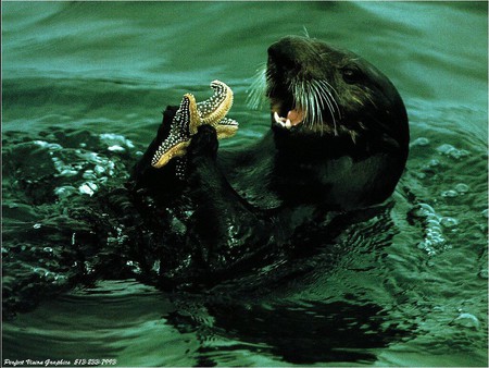 Dinner is served... - starfish, hungry, water, adder