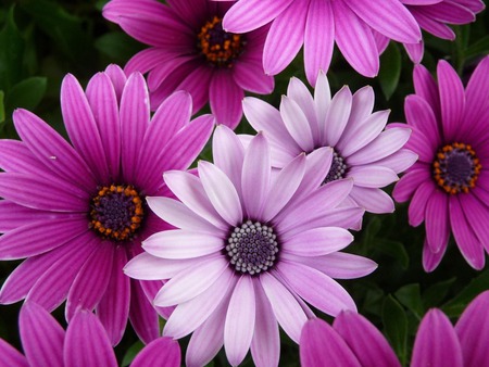 Purple flowers - beauty, nature, beautiful flowers, flowers, purple flowers, spring