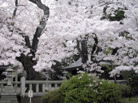 Cherry Blossoms - blossoms, japan, pink, tokyo, cherry