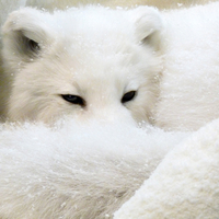 Arctic Fox