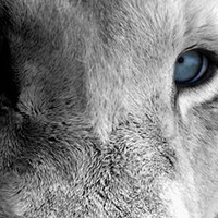 Blue Eyes of a Lion