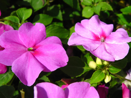 Pink Flowers - nice, delicate, colorful, summer, bouquet, white, pink, beautiful, delight, leaves, green, sweet, flowers, grass, flower