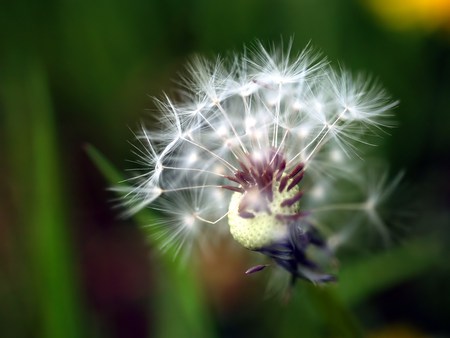 Little Dandelion - summer, grass, dandelion, forest, flower, white, nature, green, soft, cute, field, little, nice