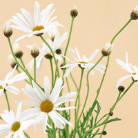 Cute Dasies
