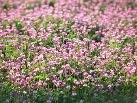 A beautiful meadow - summer, purple, meadow, pink, cute, beautiful, flowers, spring, delight, amazing, grass, clover, nice, aroma, field, green