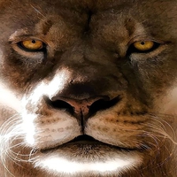 Close up : LION FACE