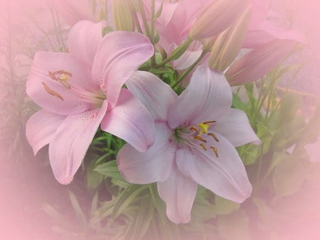 pink lily 2 - white, pretty, lilies, pink, beauty, flowers, photography, nature