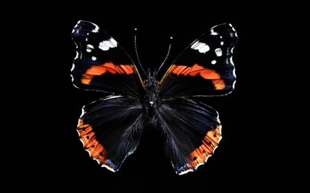 black silk - pretty, photography, beauty, orange, black, white, soft, wings, butterfly