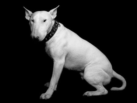 mr cool - canine, dog, spuds, white, animal, ugly, bull, cute, terrier