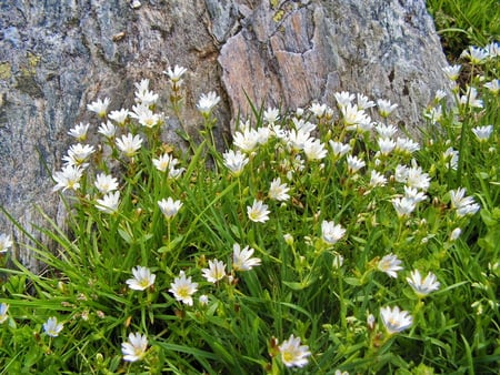 Wild flowers - flowers, sensible, beauty, spring, mountain, rocks