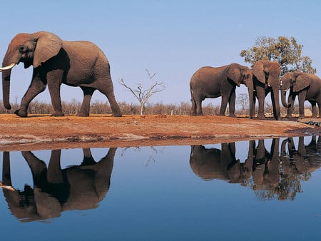 Elephants - river, animal, water, nature, elephant, family, wildlife