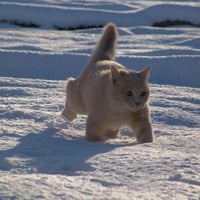 Cat in the snow