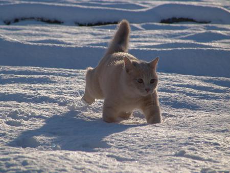 Cat in the snow - winter, kitten, walk, cat, snow