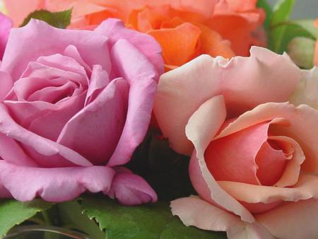 roses - nature, roses, pink, orange, flowers