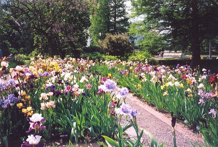 iris garden - park, garden, iris, spring