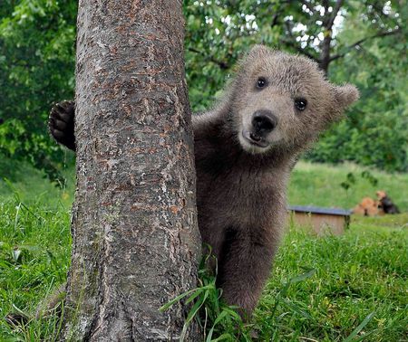 medo - nature, little bear, hiding, medo, tree