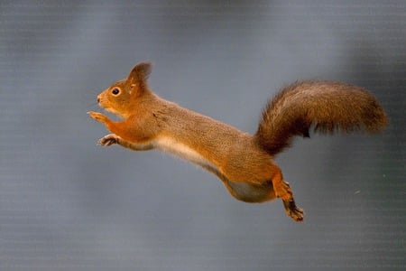 jump - nature, squirrel, red, funny, jump