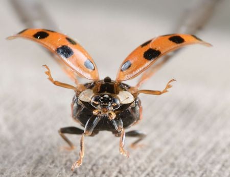 ladybird - wings, spots, ladybird, fly