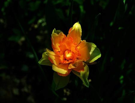 Hot Passion - glow, sunlight, beautiful, green, orange, flower, petals