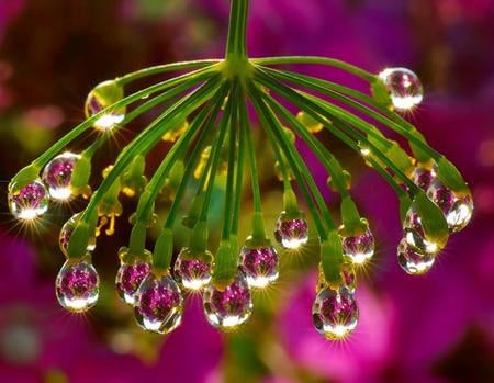 Droplets - droplets, pretty, pink, green, flower