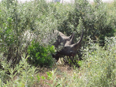 Black Rhino - animal, rhino, trees, bushes