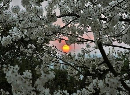 Sunset over Sakura - branches, sakura, blossom, beautiful, orange, tree, stunning, glow, sunset