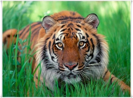 Sumatran Tiger - yellow, sunatran, eyes, grass, tiger