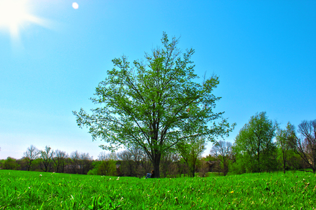 Girl Under Tree - trees, girl, sun, light, day, under, bright, green, tree, grass