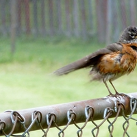 Rainy Bird