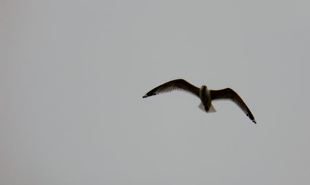 Lonely Seagull - bird, lonely, rain, seagull