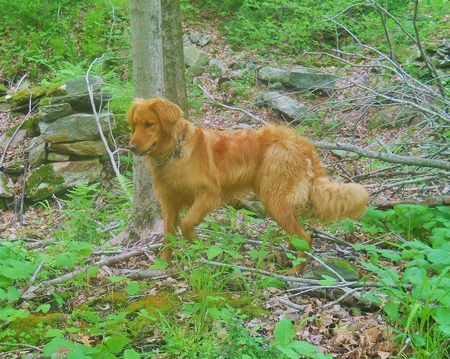 Jazz - One year old - First haircut - haircut, retriever, jazz, dog