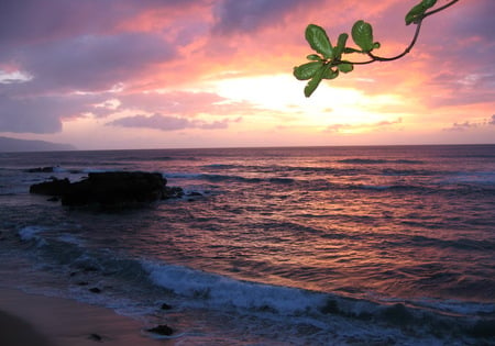 Sunrise at the shore - trees, shore, sky pink, waves, sea, sunrise, nice view, stones