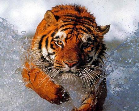 Tiger - animal, tiger, wild, wallpaper, big cat