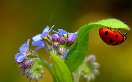 Upside Down Ladybug - dots, ladybug, red, blue, stem, black, upside down, flower