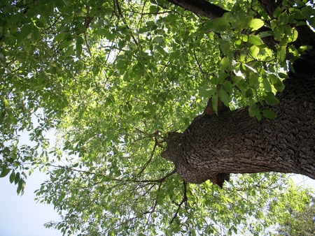 Tree and Sky - leaves, sky, tree, sun