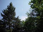 Tree and Sky