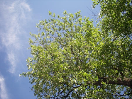 Tree and sky - tree, sun, leaves, sky