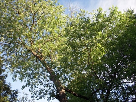 Tree and sky - tree, sun, leaves, sky